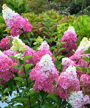 Hortensje Hortensje